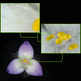 Microscopio Digital Bresser USB-DST 1028 5,1 MP