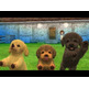 Nintendogs + Cats: Caniche (Classics) 3DS